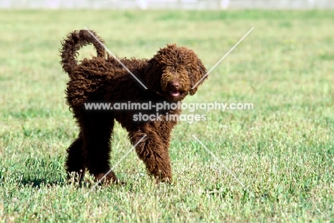 young undocked poodle walking on grass