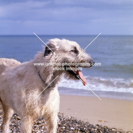 ballykelly torram,  portrait of irish wolfhound on beach