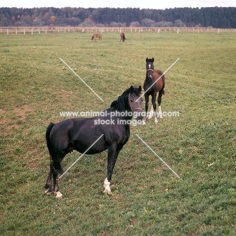 russian trotters, mare and foal, at moscow no. 1 stud
