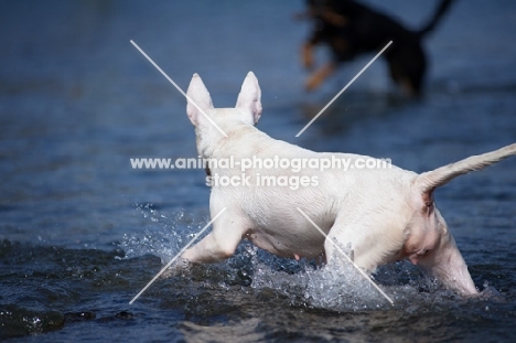 back view of a white bull terrier walking in water