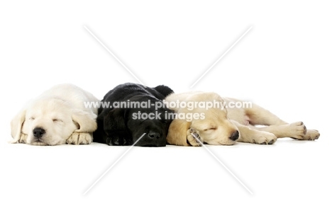 Golden and black Labrador Puppies lying asleep isolated on a white background