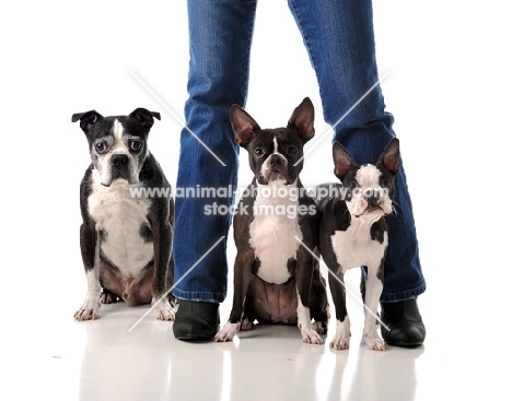 three Boston Terriers between legs