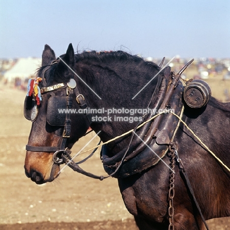 close up of harness on horse