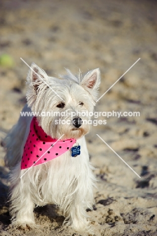 West Highland White Terrier wearing pink scarf on beach