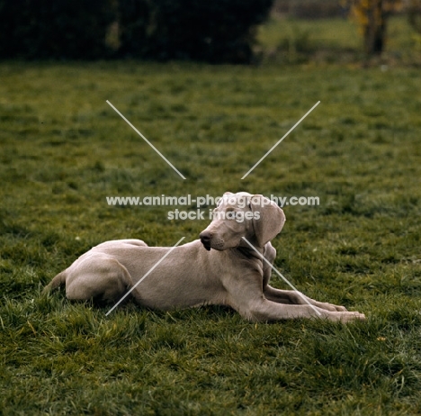 weimaraner looking back