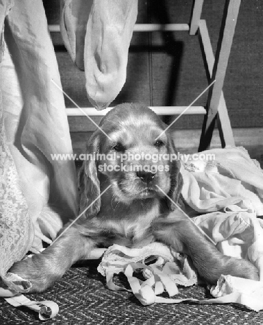 English Cocker Spaniel puppy with washing