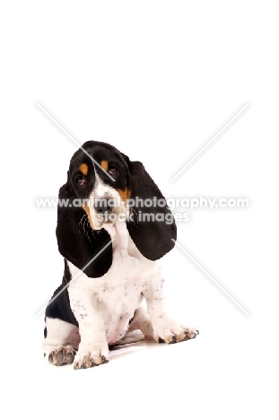 Basset Hound cross Spaniel puppy sitting isolated on a white background