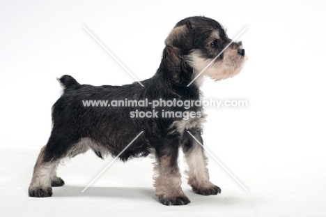 Miniature Schnauzer puppy, looking ahead