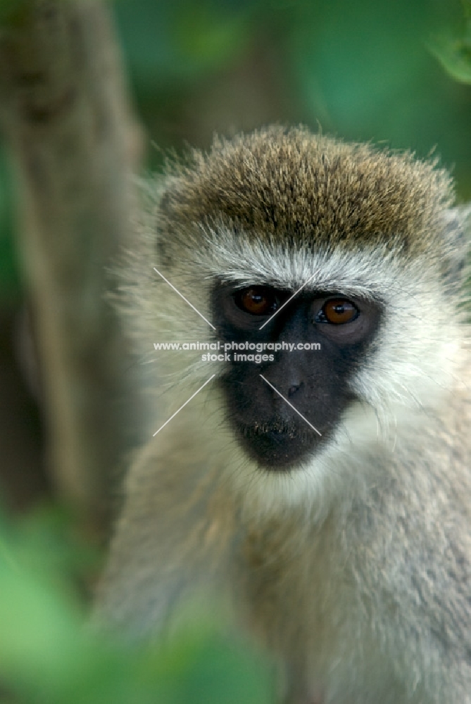 vervet monkey in tree