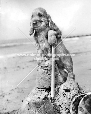 Cocker Spaniel puppy resting on spade