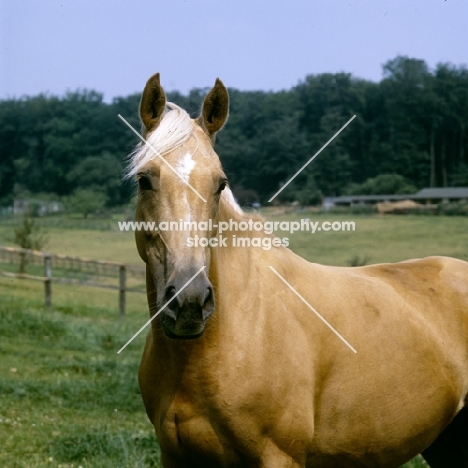 palomino mare head study