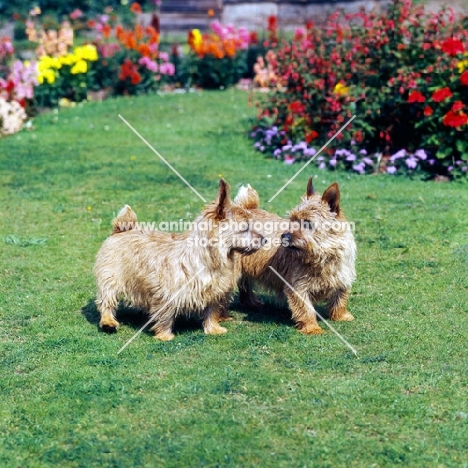 two norwich terriers standing on grass