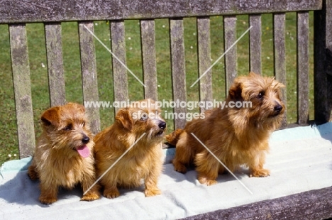 three generations of norfolk terrier