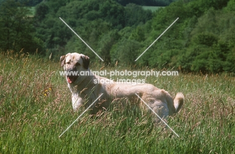 Kangal standing in field