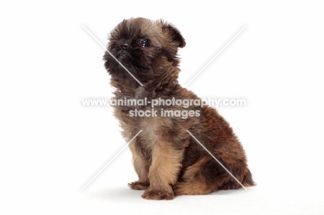 Griffon Bruxellois puppy sitting on white background