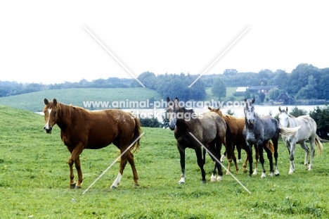 young trakehners walking up a field