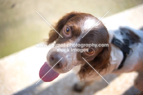 White and liver Brittany looking at camera with tongue out
