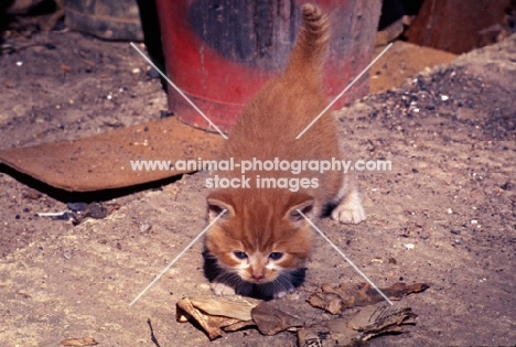 ginger kitten sniffing burnt paper