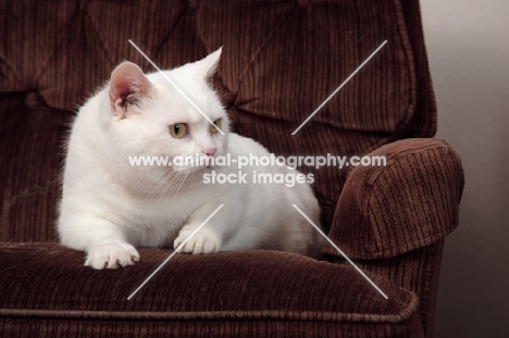 white Manx cat resting in chair