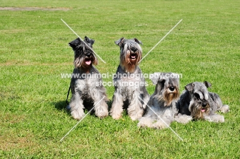 four miniature Schnauzers