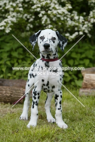 Dalmatian puppy