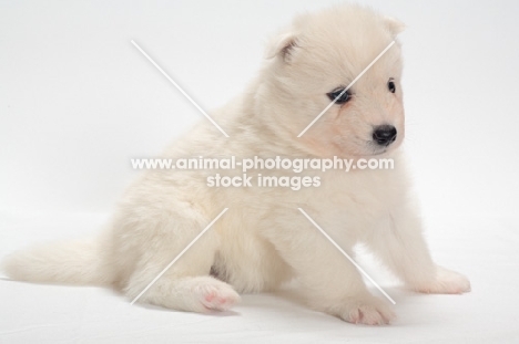 Samoyed puppy sitting down