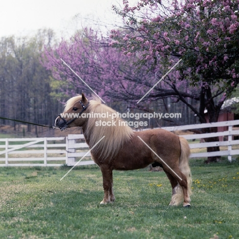 side view of American miniature horse, shadyacres jonko