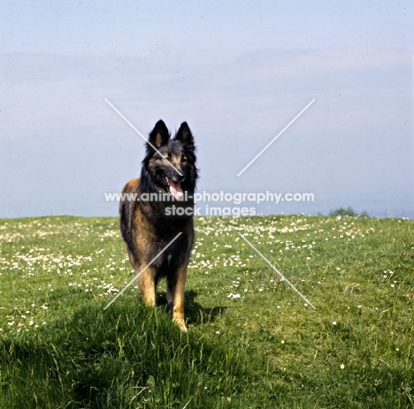 tervueren standing on a hill