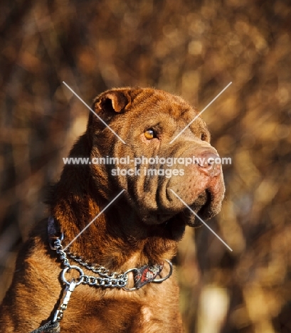 brown Shar Pei, portrait