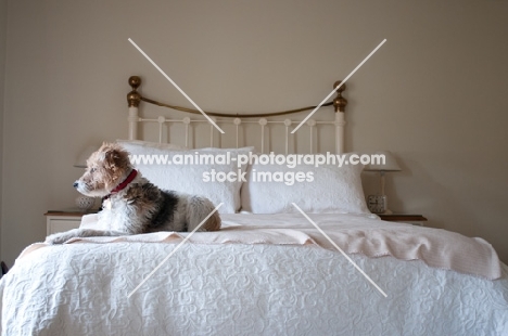 Terrier on bed, looking out of window