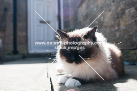 Ragdoll cat resting in sunshine