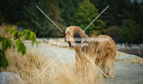 Briard