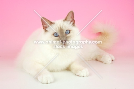 Lilac point Birman cat on pink background