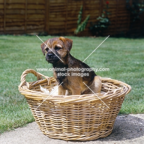 border terrier puppy sitting in a basket