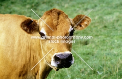 jersey cow looking at camera