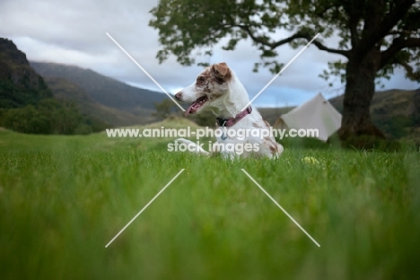 red merle Border Collie laying in grass in front of Welsh mountain landscape
