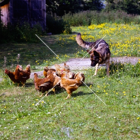 german shepherd dog herding hens