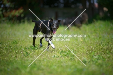 happy black and white mongrel dog walking in a field