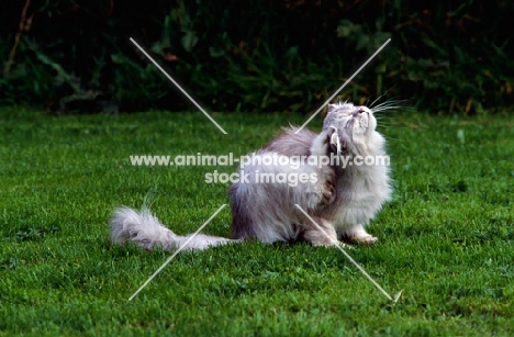 silver smoke cat scratching her ear