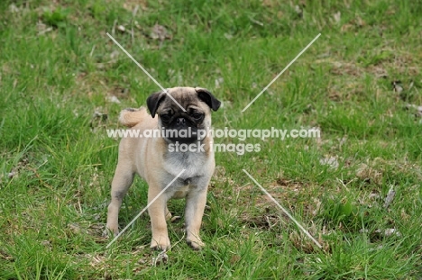 Pug puppy