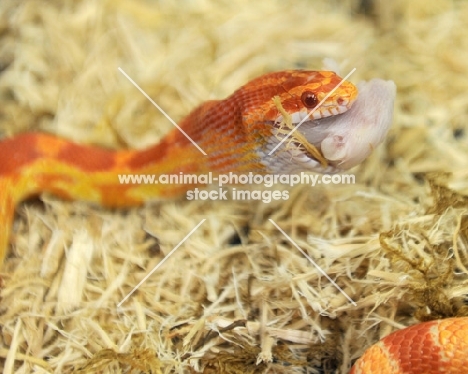 corn snake eating mouse