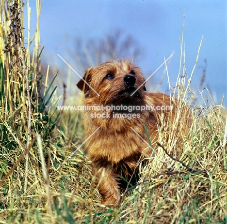 norfolk terrier standing in dry grass