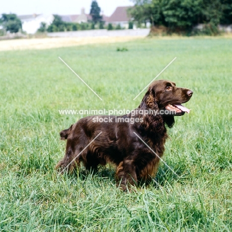 sh ch lydemoor lionel, field spaniel standing in a field