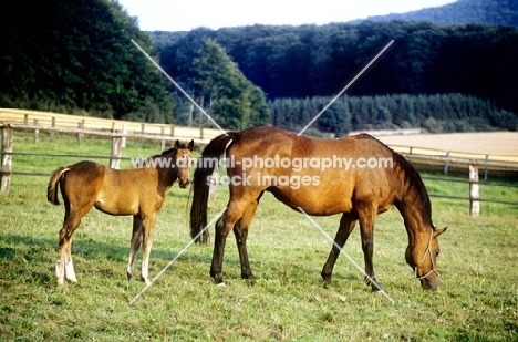 trakehner mare and foal in paddock at webelsgrund