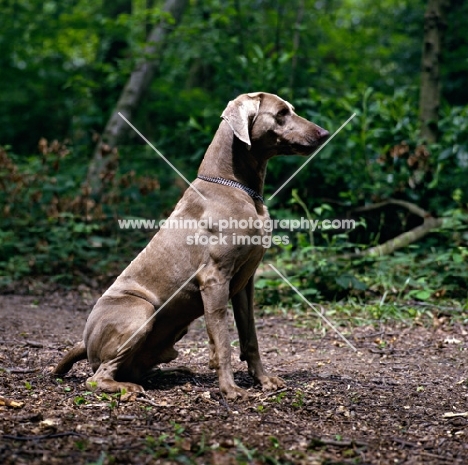  weimaraner sitting in woods