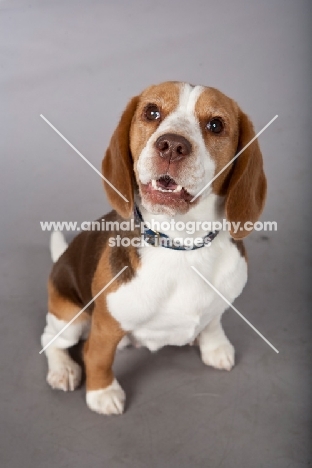 Beagle looking at camera