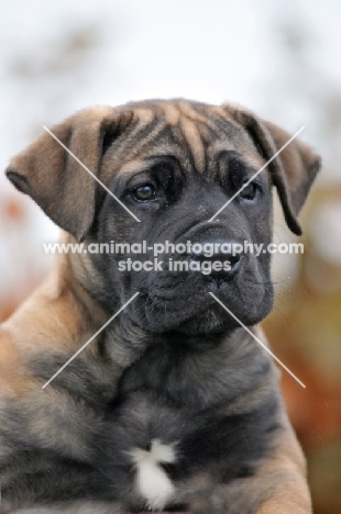 Boerboel pup