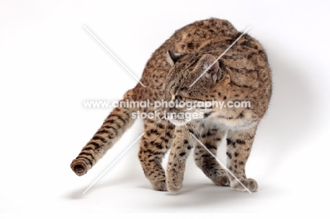 female Brown Spotted Tabby Geoffroy's Cat, prowling