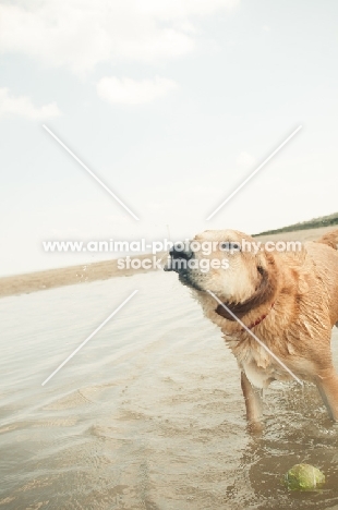 Mongrel standing in water, shaking of water