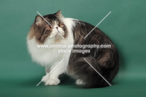 Brown Mackerel Tabby & White Persian